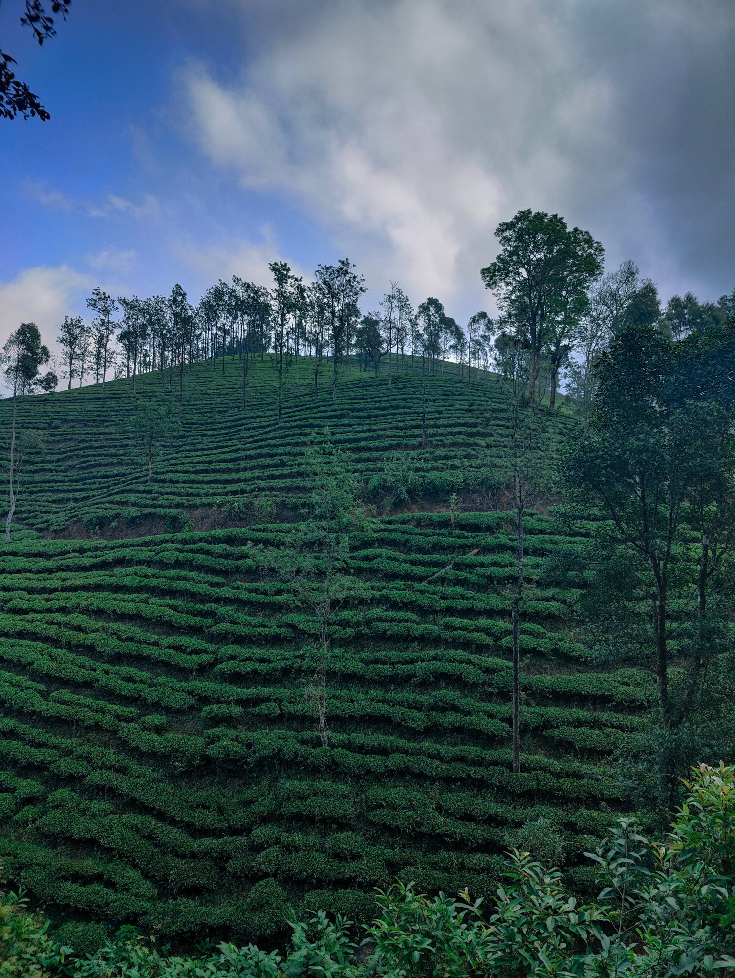 Flora Vythiri Resort-官方