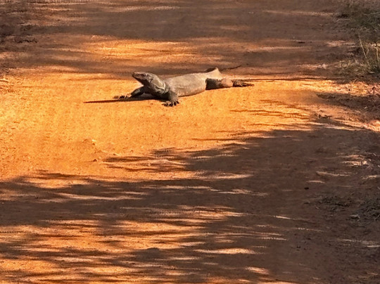 Yala Royal Safari - Sri Lanka-蒂瑟默哈拉默必去景点