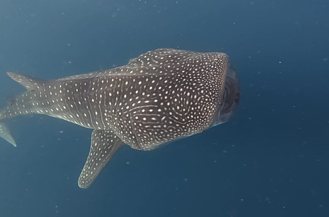 Papa Fish Excursions-乌库拉斯必去景点