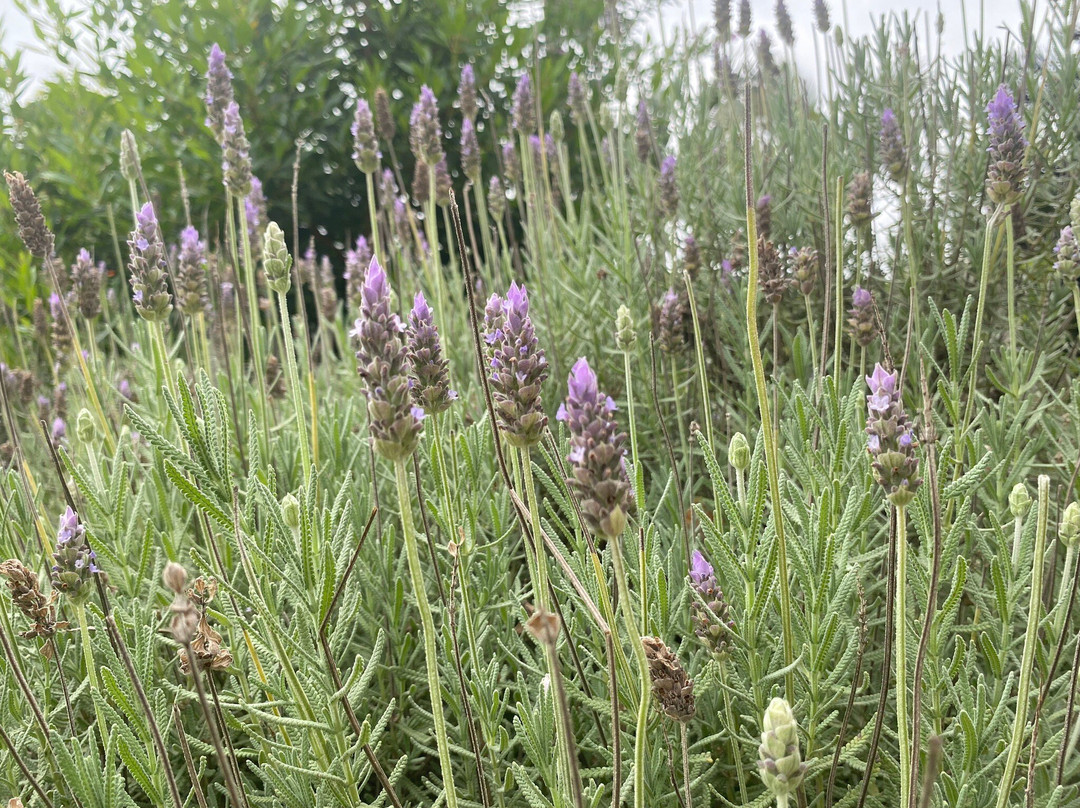 Vinicola Ziviani-Santa Teresa必去景点