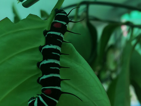 Banatayan Island Butterfly Garden-班塔延岛必去景点