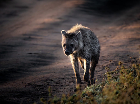 Rhythms of Nature-内罗毕必去景点