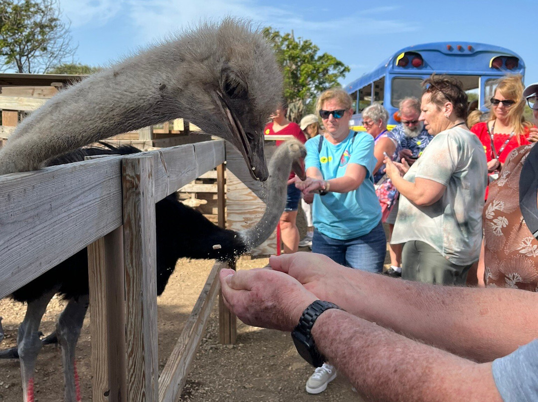 Curacao Ostrich Farm-库拉索必去景点