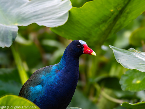 St. John's River Eco Tours, LLC-DeBary必去景点