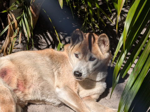 Shy Wolf Sanctuary Education & Experience Center-Golden Gate必去景点