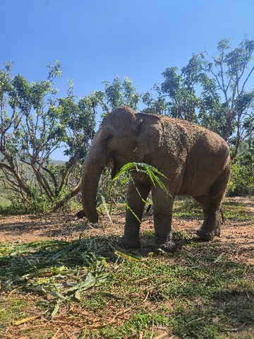 CHIANGMAI ELEPHANT CARE (Mae Taeng)-清迈必去景点