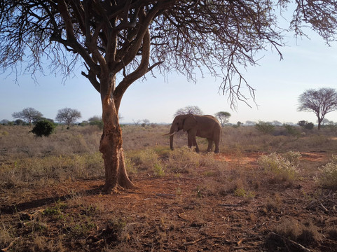 Safari Talk Tours Ltd-蒙巴萨必去景点