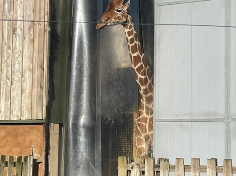 Bristol Zoo Project-Easter Compton必去景点