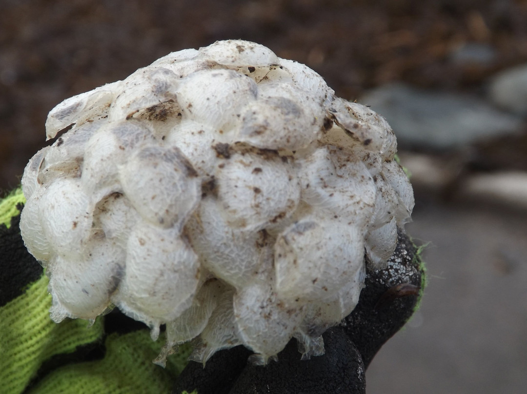 Blackhead Path-Whitehead必去景点