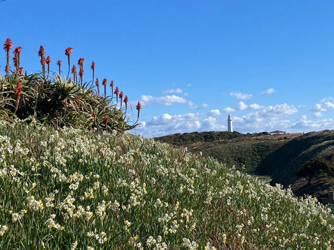 Tsumekizaki-下田市必去景点