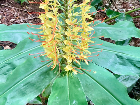 The Secret Waterfall Gardens-Patumahoe必去景点