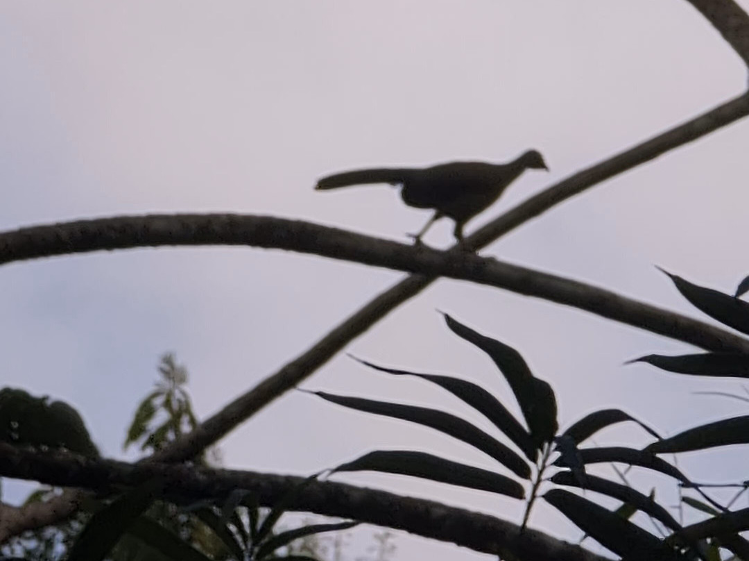 Unique Tours Tobago -Tours-斯卡伯勒必去景点