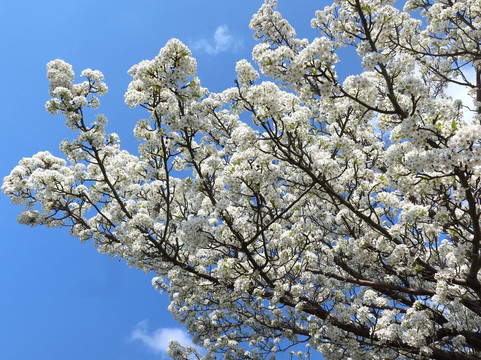 Pear Museum-仓吉市必去景点