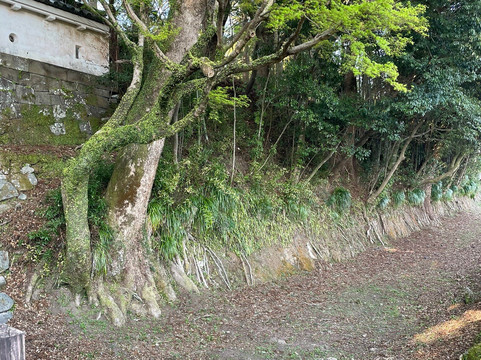 Obijyo Castle Ruins-日南市必去景点