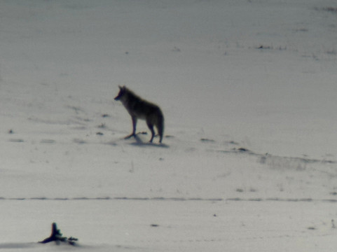 Lamar Valley Touring-加德纳必去景点