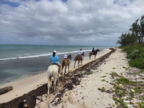 Pampered Ponies, Limited-西湾必去景点