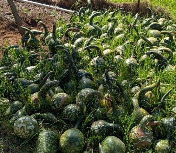 Kula Country Farms-库拉必去景点