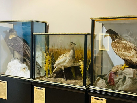 Natural History Museum of Meteora & Mushroom Museum-卡兰巴卡必去景点