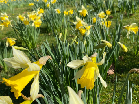 Hestercombe Gardens-汤顿必去景点