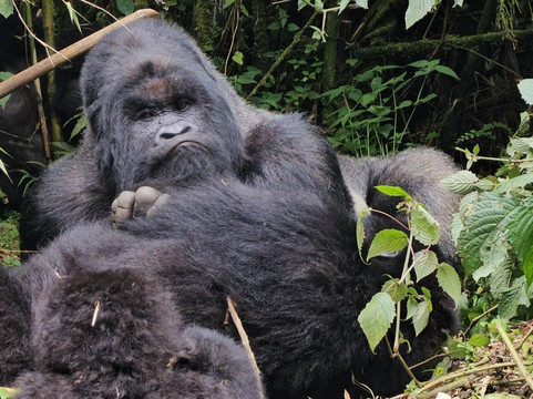 EcoTours Rwanda-吉佳利必去景点