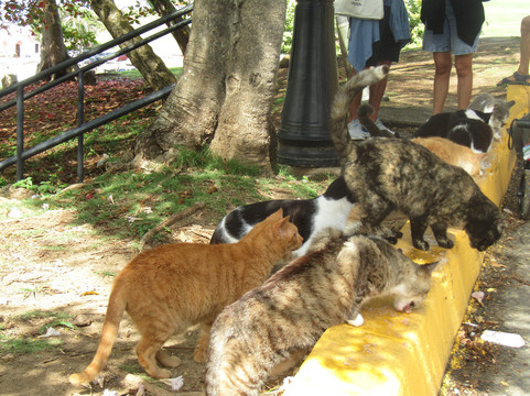 Save A Gato-圣胡安必去景点