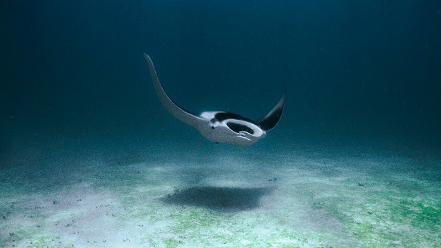 Ningaloo Reef Dive & Snorkel-珊瑚湾必去景点