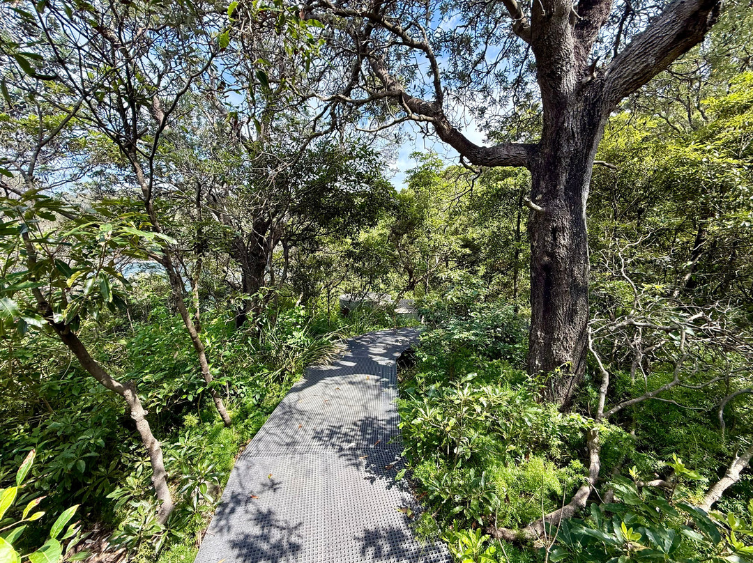 Middle Head - Gubbuh Gubbuh to Georges Head walking track-莫斯曼必去景点