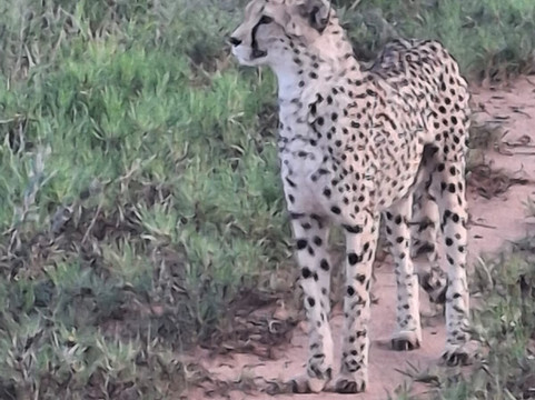 Africat-奥奇瓦龙戈必去景点