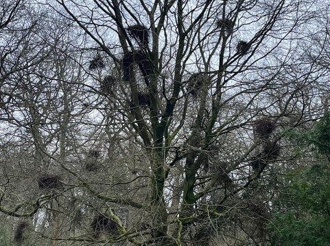 RHS Garden Harlow Carr-哈罗盖特必去景点