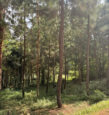 Usambara Eco Tours-卢绍托必去景点