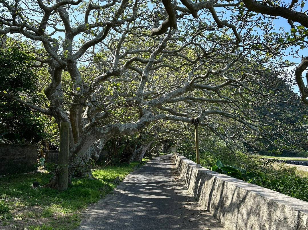 Shodon Deigo Trees-濑户内町必去景点