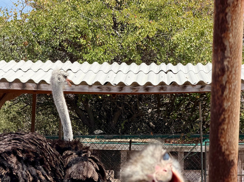Curacao Ostrich Farm-库拉索必去景点