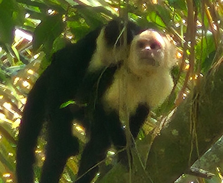 Aracari Experience-乌维塔必去景点