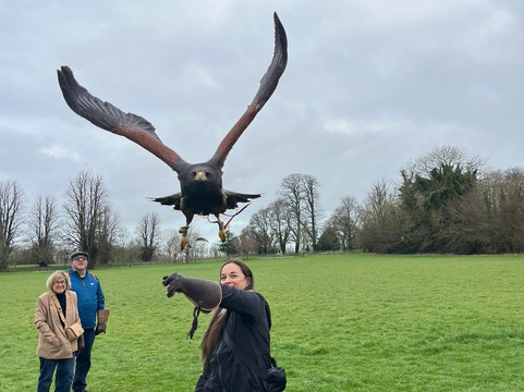Hawkeye School of Falconry-基尔肯尼必去景点