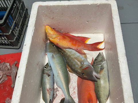 Blue Wave Ifuru By Dive Butler At Ifuru Island Maldives-Ifuru必去景点