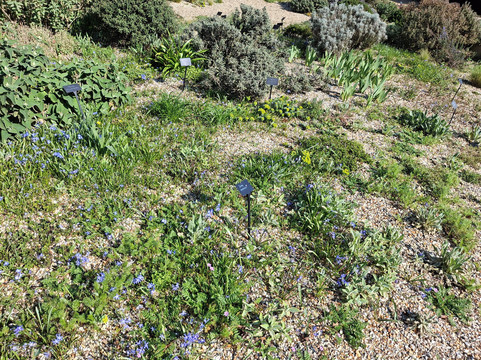 Beth Chatto's Plants & Gardens-科尔切斯特必去景点