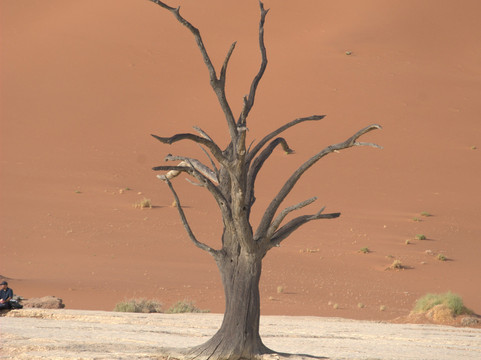 Deadvlei-苏丝斯黎必去景点