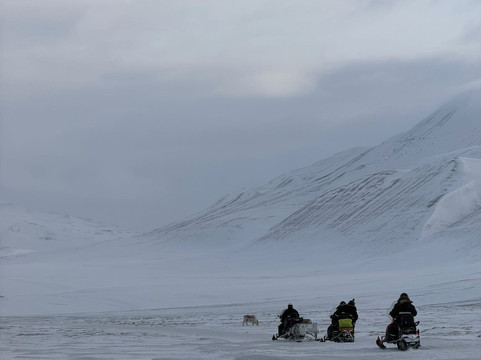 Poli Arctici-朗伊尔城必去景点