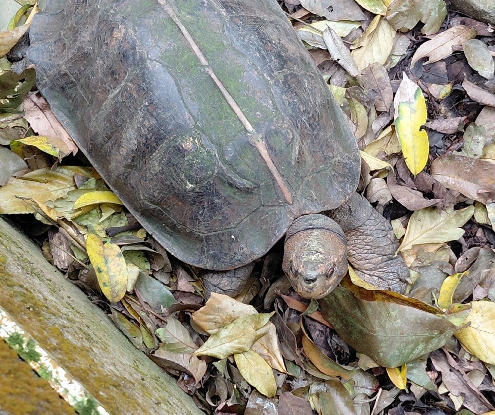 Endangered Primate Rescue Centre-Cuc Phuong National Park必去景点