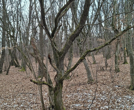 Hoia Baciu Forest-克卢日-纳波卡必去景点