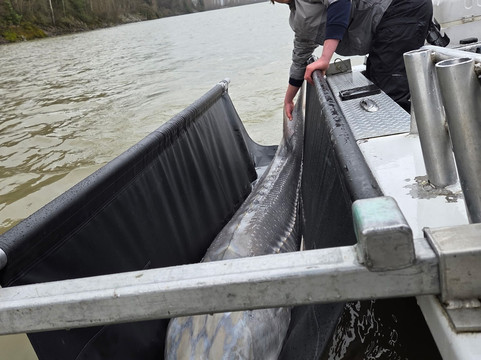 Bluewater Rockies Sportfish Guiding Co.-奇利瓦克必去景点