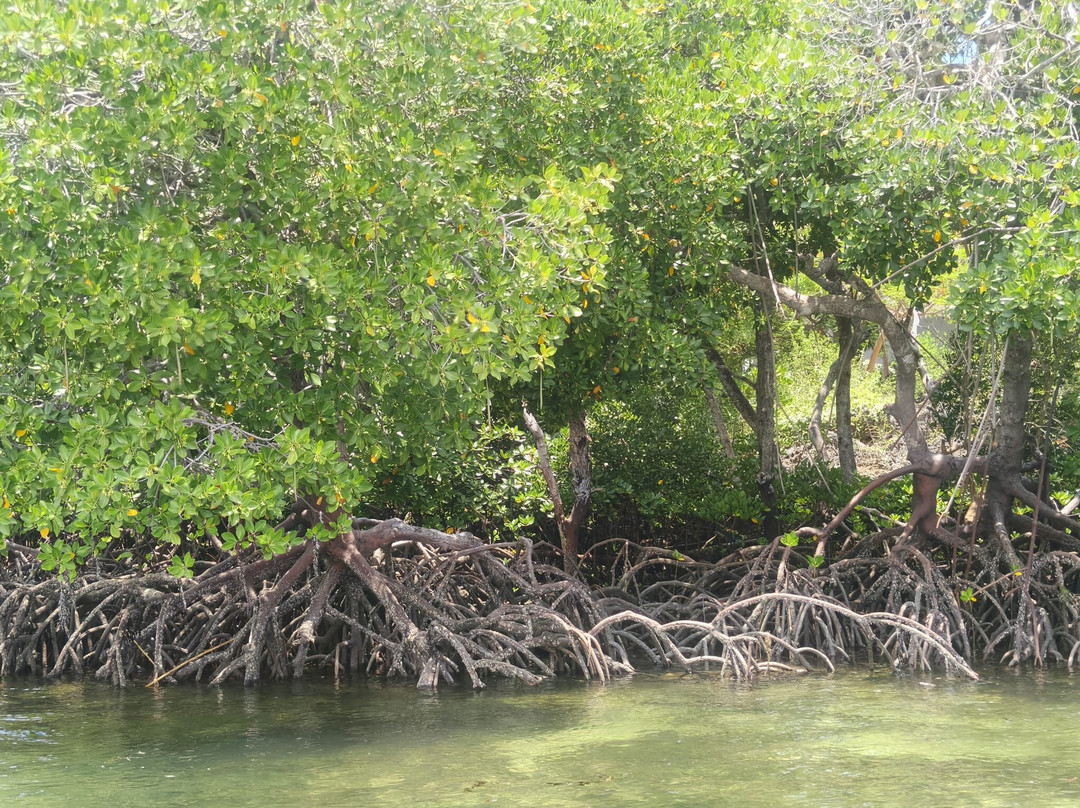 Jacarondo Safari Kenya-瓦塔木必去景点