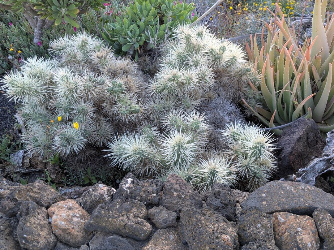 Charco del Palo-兰萨罗特必去景点