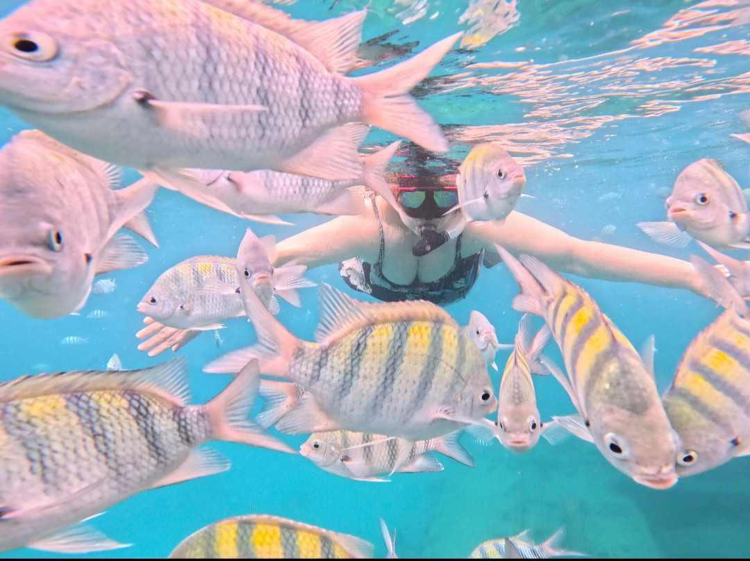 Barbados Snorkeling Tours by Hayden Browne-Holetown必去景点