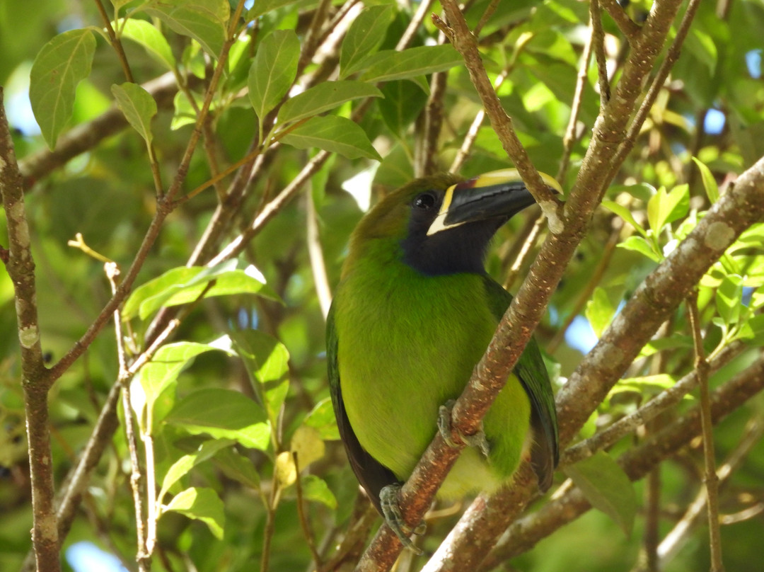 Ficus Trails-蒙特沃德必去景点