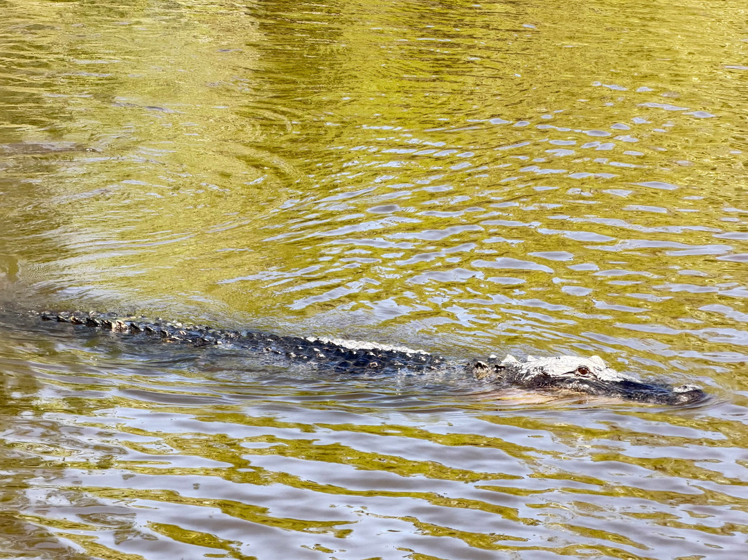 Ultimate Swamp Adventures-Westwego必去景点
