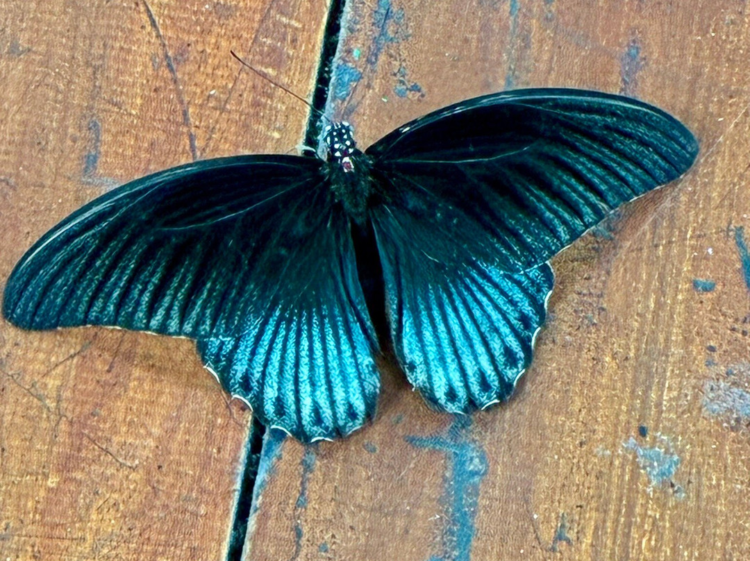 Edwin Tour Guide Yogyakarta-Yogyakarta必去景点