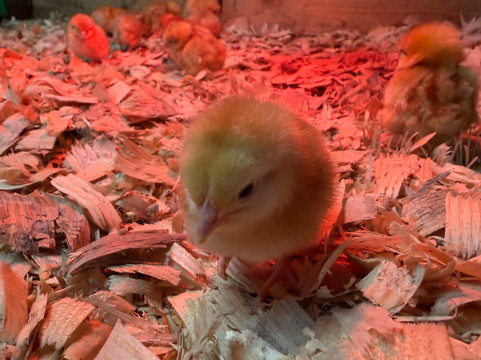 West Lodge Farm Park-Desborough必去景点