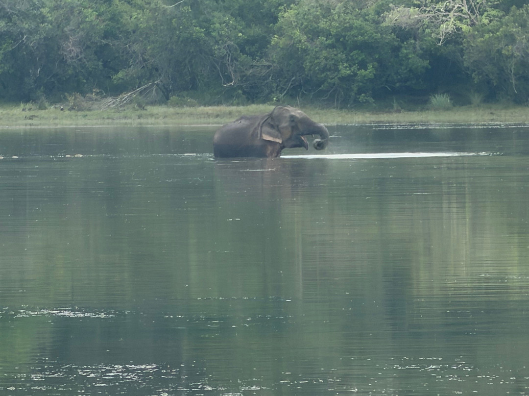 Wilpattu Safari Jeep-Wilpattu National Park必去景点