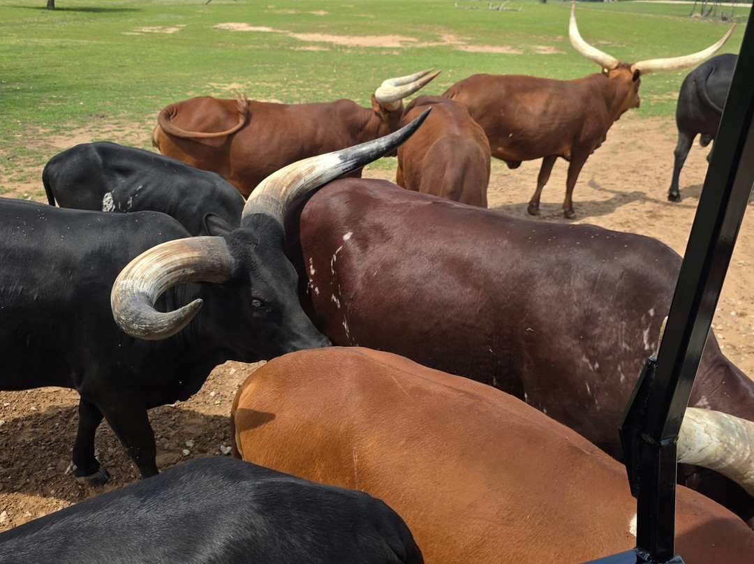 Texas Zoofari Park-Kaufman必去景点